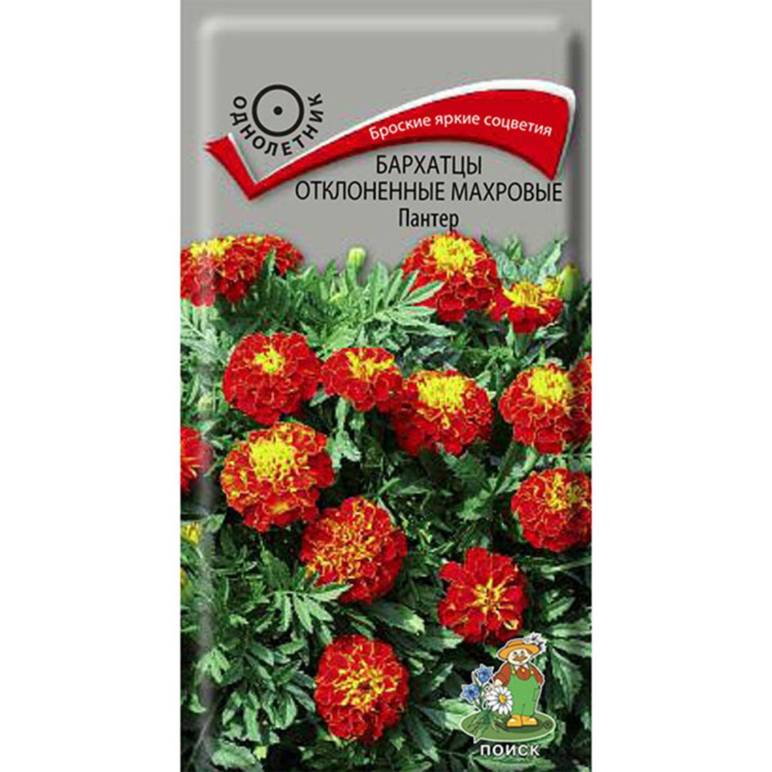 Бархатцы Синие Купить Семена