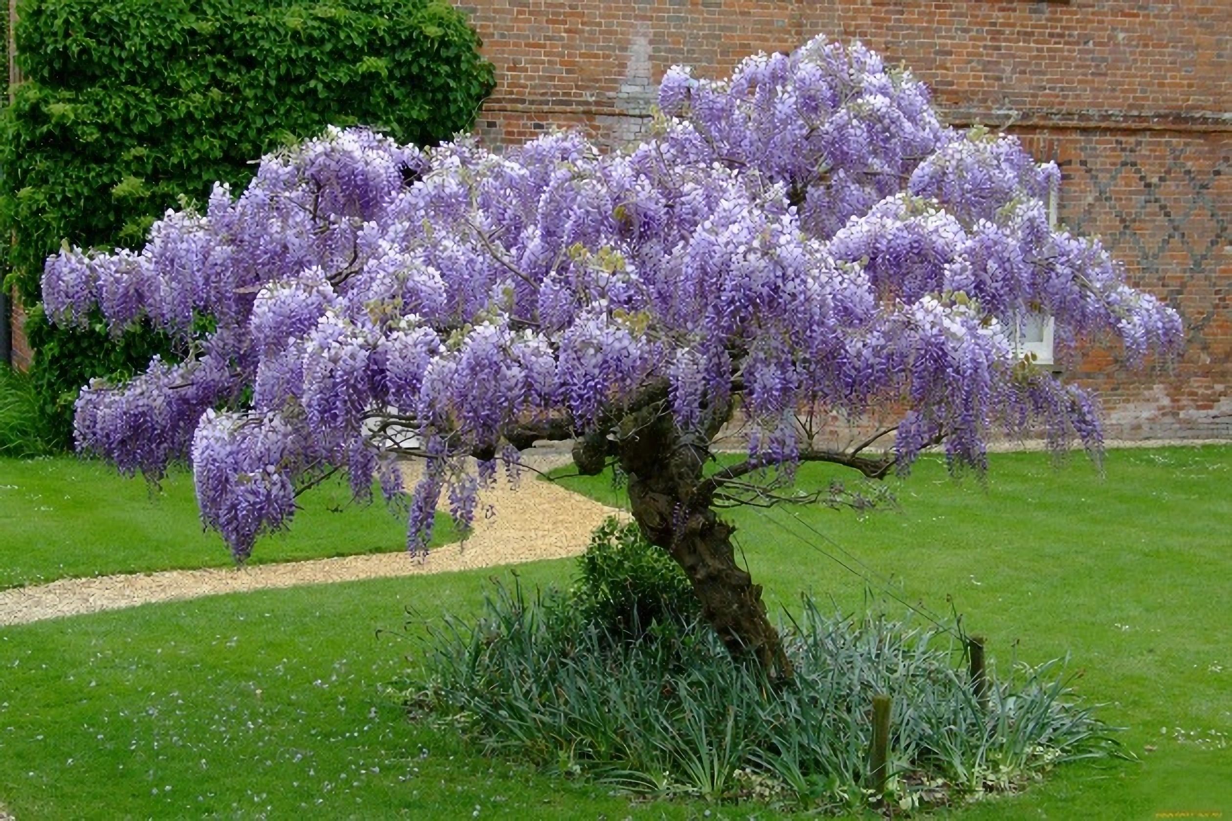 Самые красивые кустарники для сада. Глициния китайская Блю сапфир. Wisteria sinensis Глициния китайская. Глициния макростахия Блю Мун. Глициния макростахия.