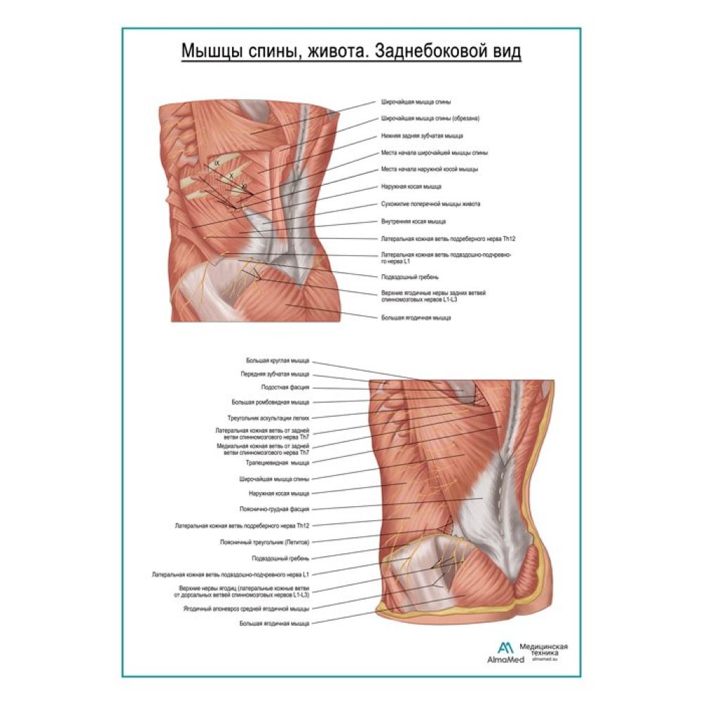 Мышцы спины, живота. Заднебоковой вид, плакат глянцевый А1+, плотная  фотобумага от 200г/м2 - купить с доставкой по выгодным ценам в  интернет-магазине OZON (1537146470)