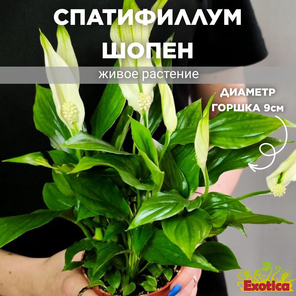 Спатифиллум Шопен (Spathiphyllum Chopin) D9см