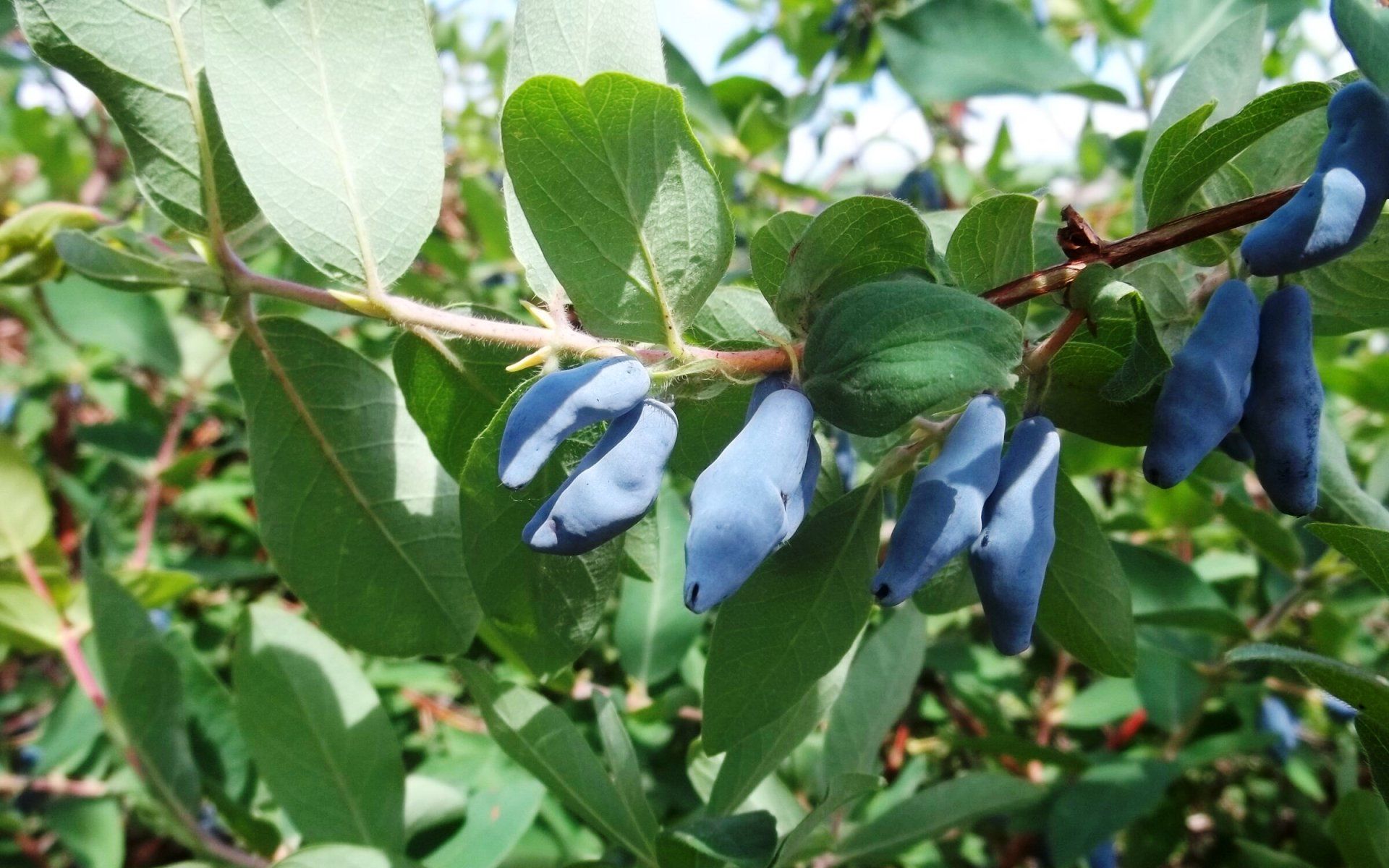 Жимолость голубое Веретено. Жимолость Веретено. Lonicera caerulea жимолость съедобная. Жимолость синяя птица.