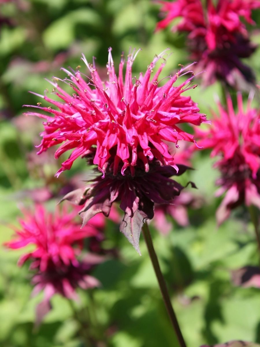 Monarda didyma (Scarlet bee balm) pbmGarden