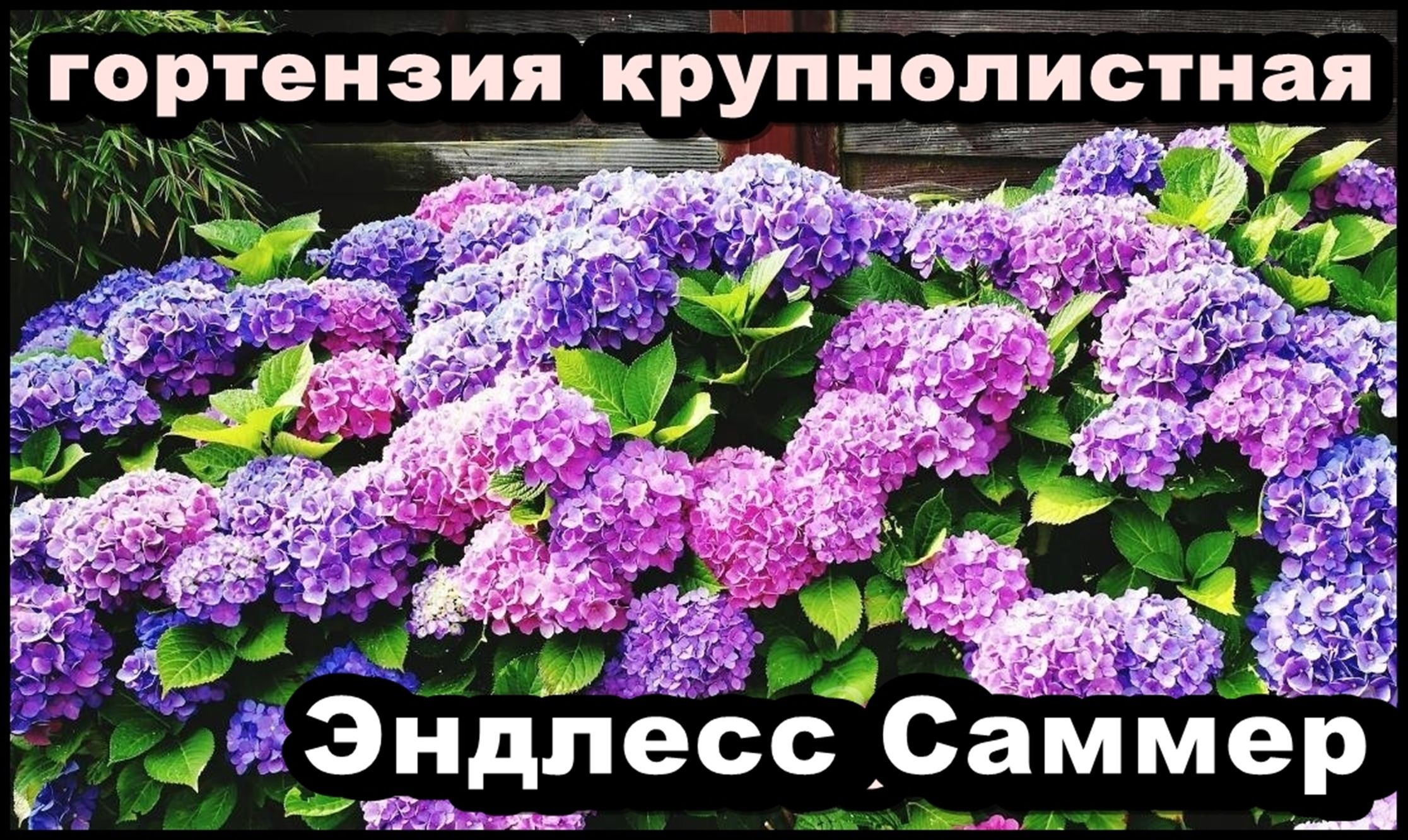 Гортензия крупнолистная Эндлесс Саммер