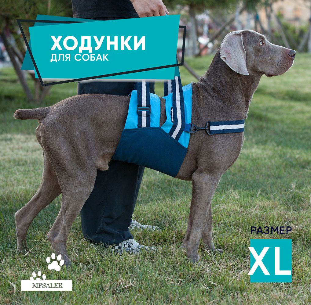 Ходунки для собак