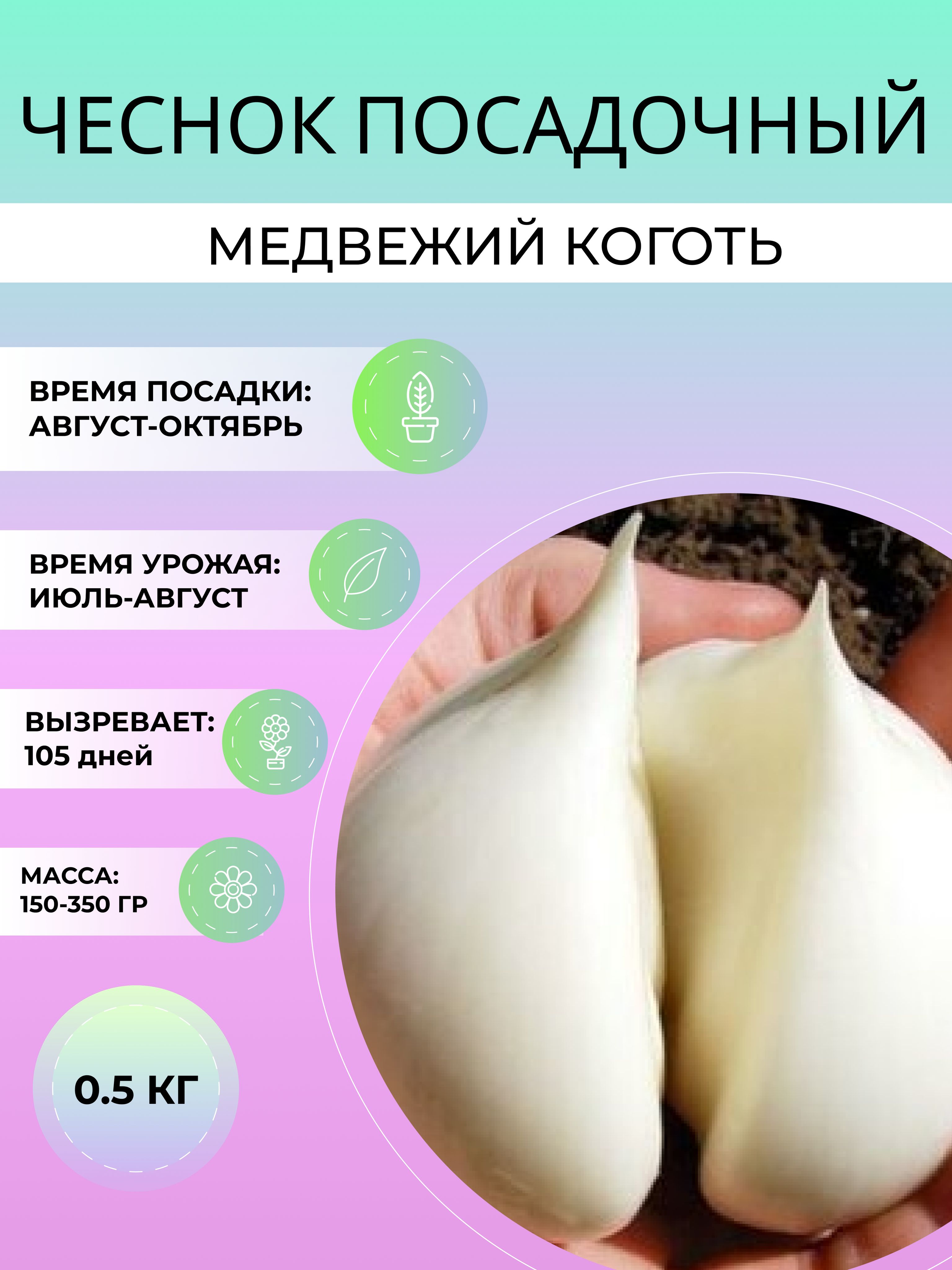 Чеснок медвежий коготь описание сорта фото отзывы. Головка чеснока. Слоновый чеснок фото и описание. Медвежьи коготки выпечка. Чеснок медвежий коготь описание.