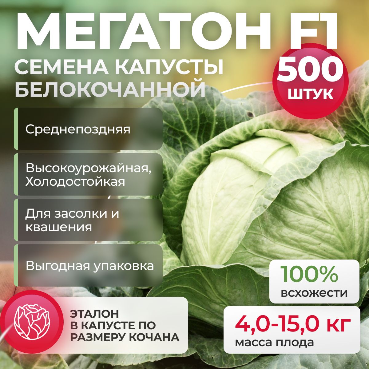 Мегатон F1 семена капусты белокочанной, 500 шт (Bejo / ALEXAGRO). Высокоурожайный, среднепоздний гибрид для открытого грунта