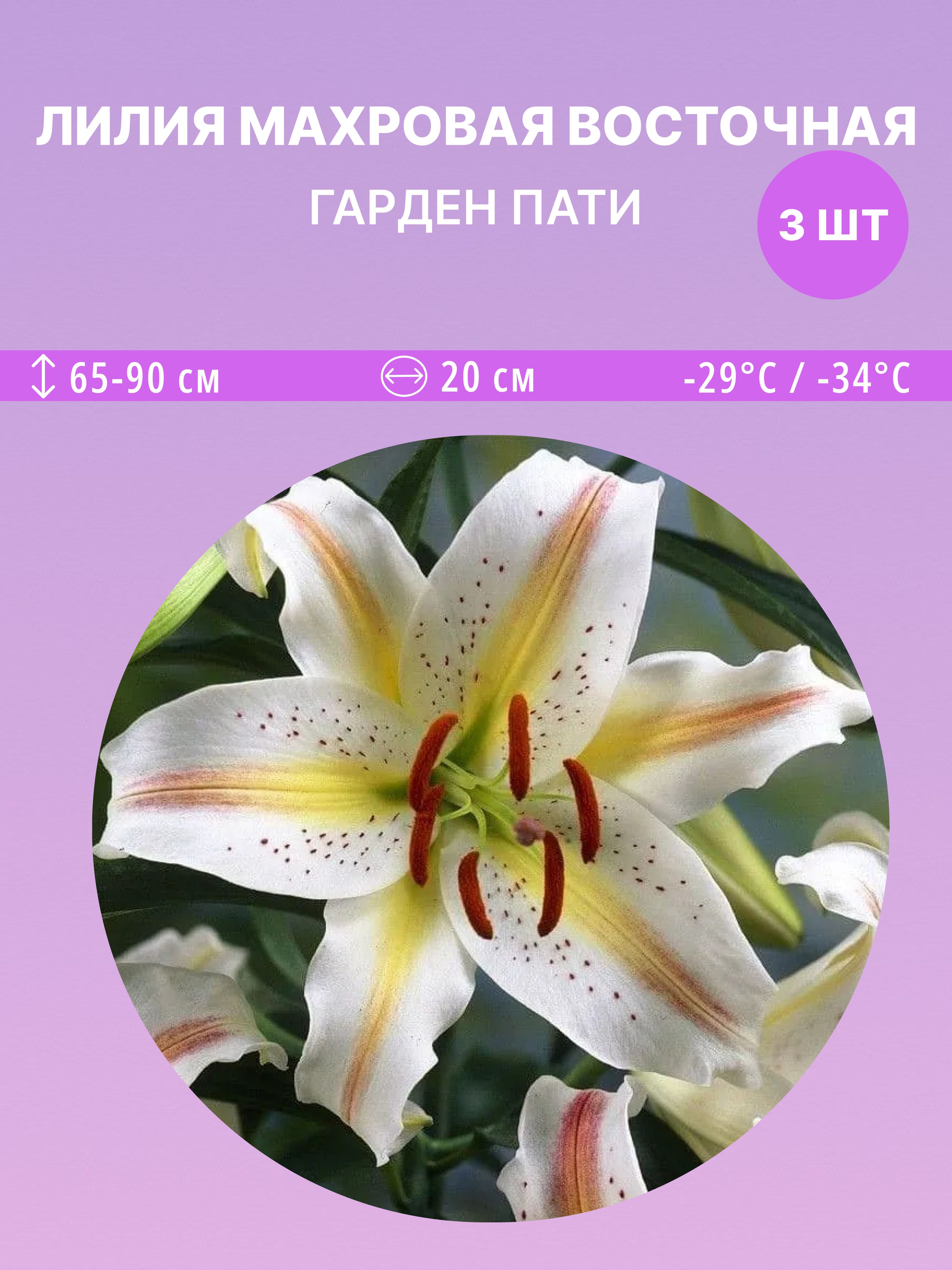 ЛилиявосточнаяГарденПати,многолетниецветыдлясадаидачи3луковицы