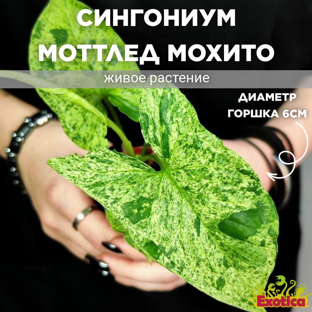 Сингониум Моттлед Мохито (Syngonium Mottled Mojito) D6см