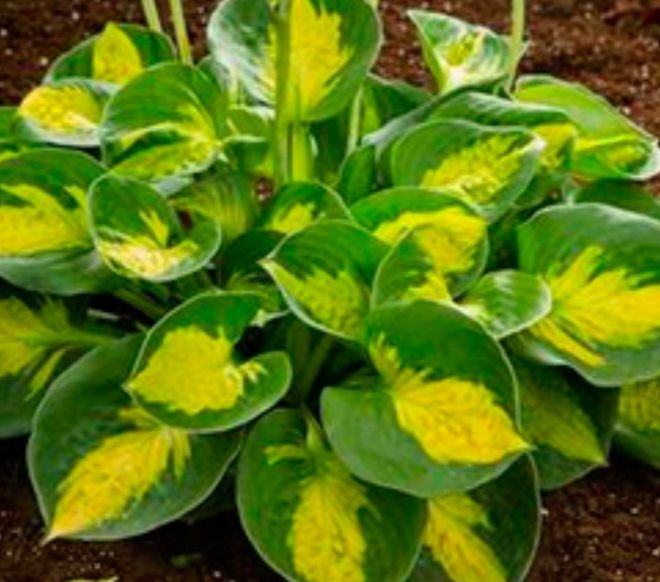 Хоста гибридная сансет грувз. Хоста gooseberry sundae. Хоста сансет грувз. Sunset grooves. Хоста гибридная сансет грувз.