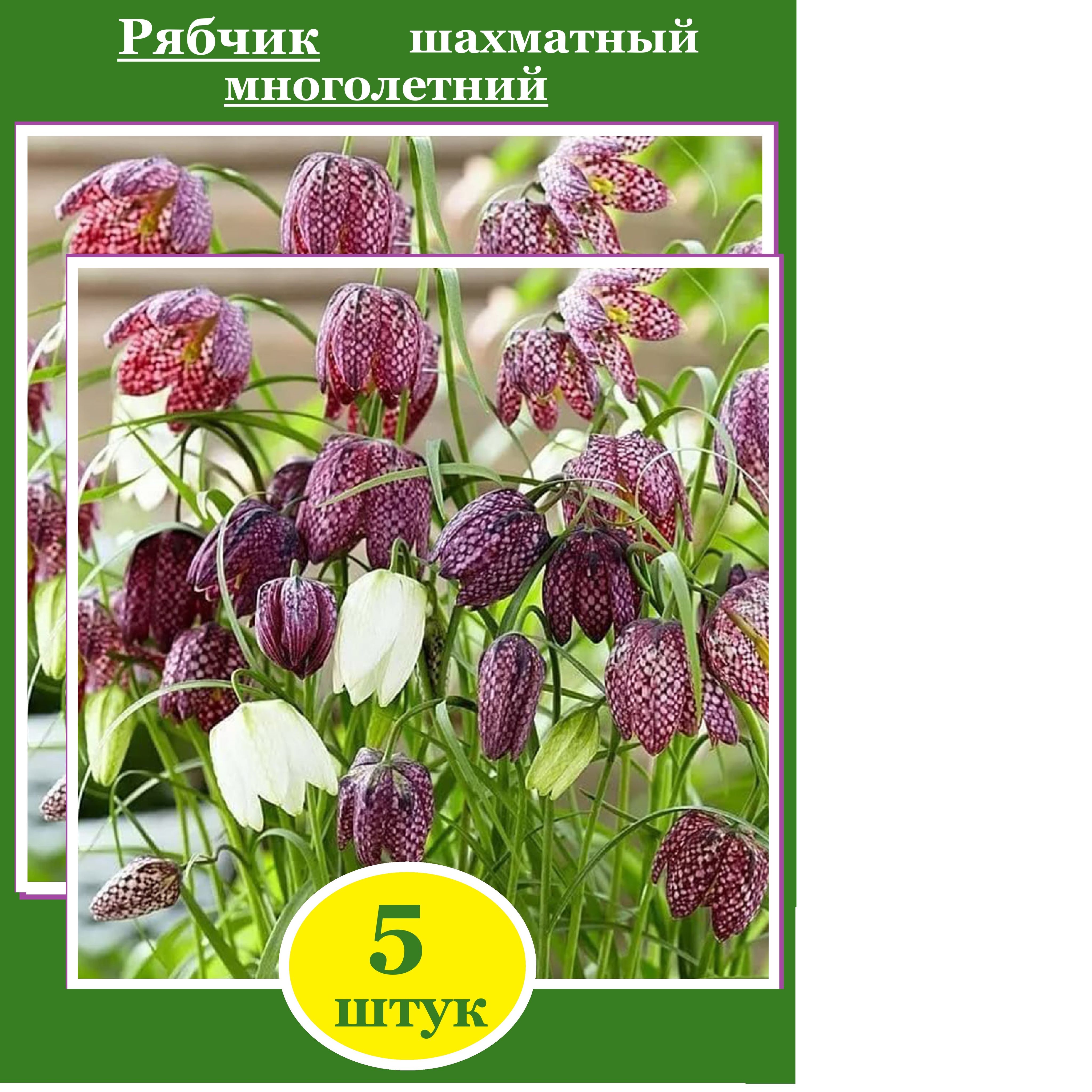 Купить Луковицы Рябчиков Недорого