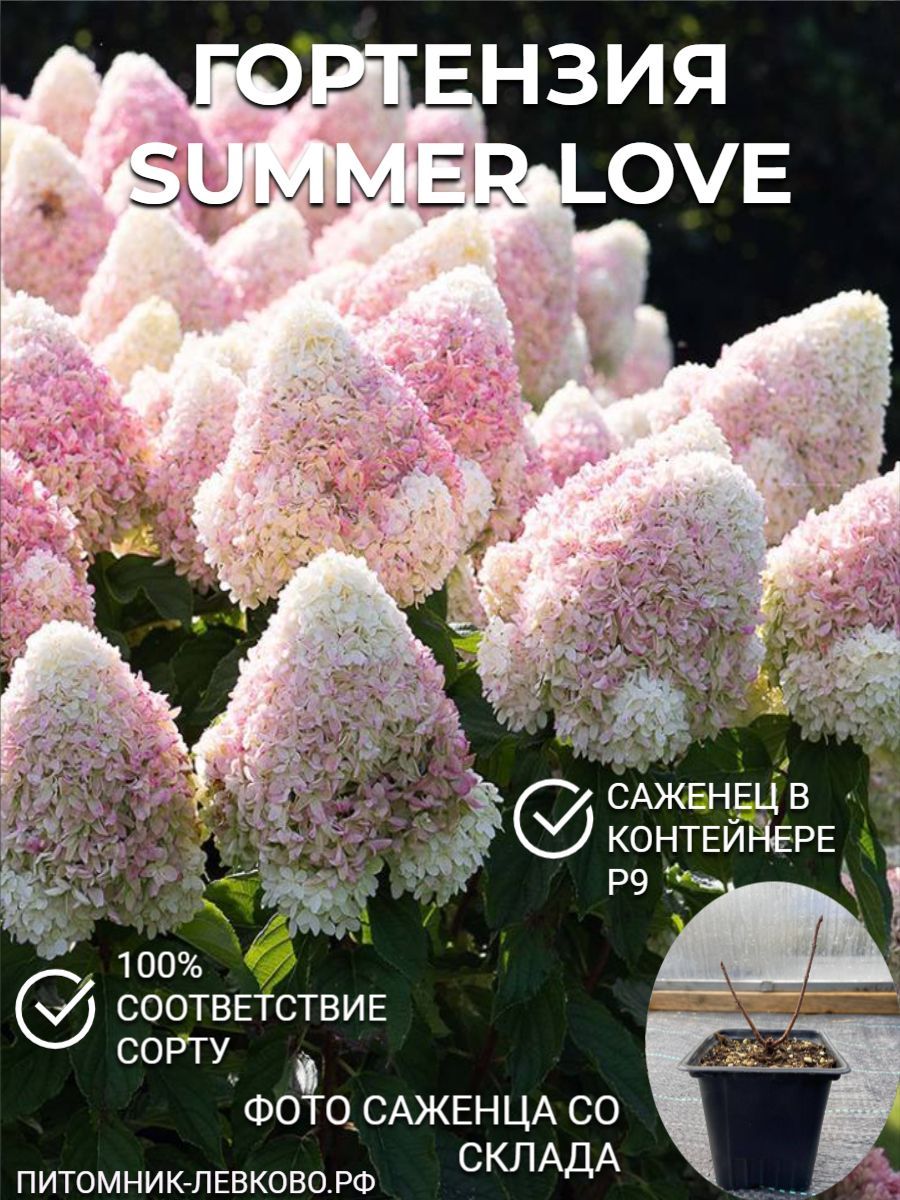 Самер лав (SUMMER LOVE) Гортензия метельчатая в контейнере Р9