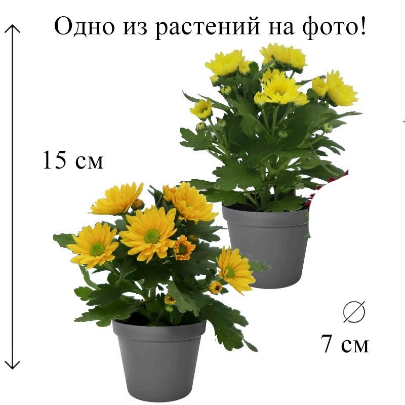 Хризантема микс 7/15 CF, 1 растение