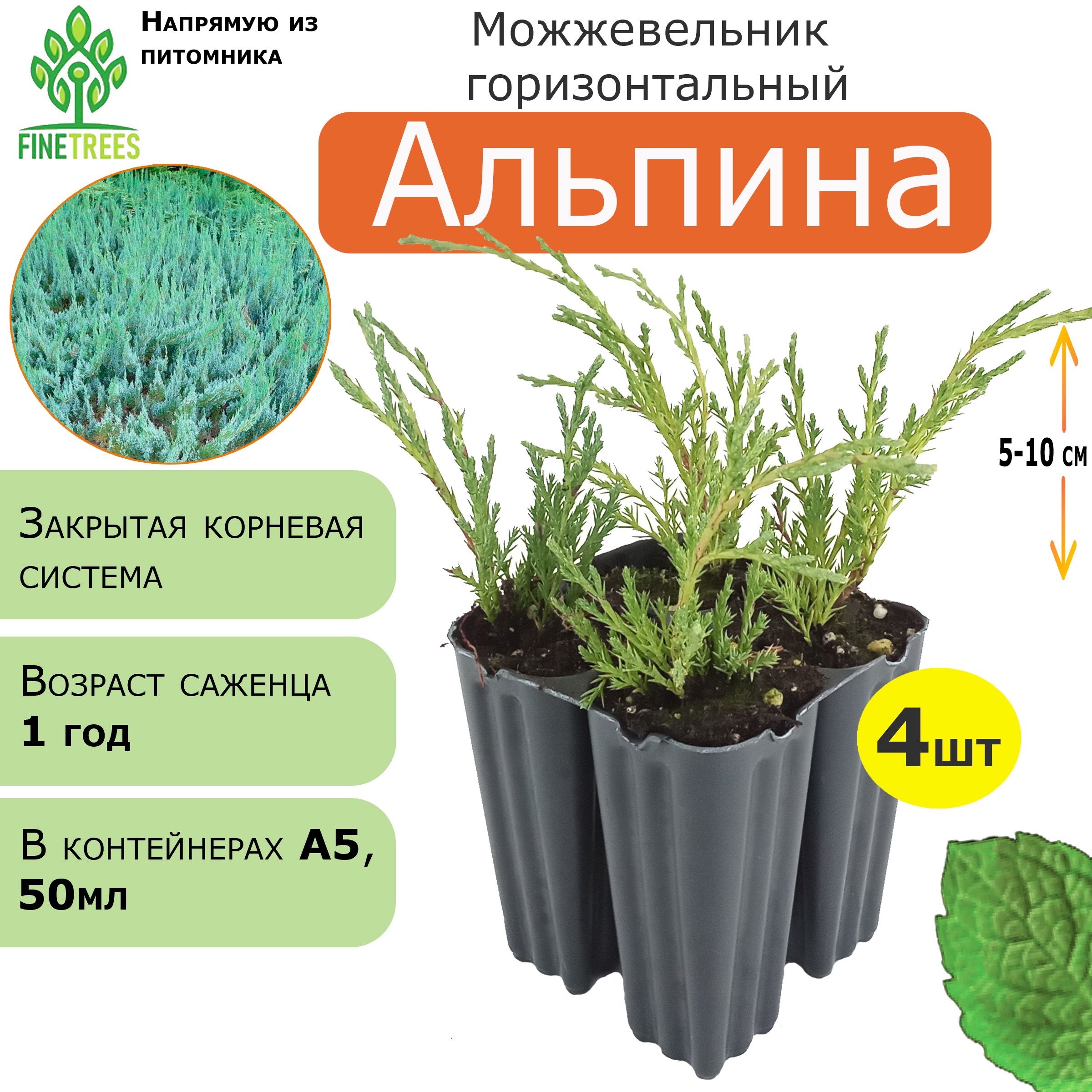 Можжевельник горизонтальный Альпина. 4 штуки, А5 (50 мл).