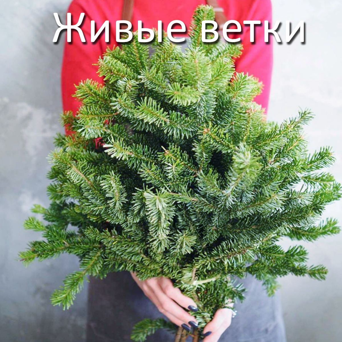 Живые еловые ветки пихты, натуральные ветки