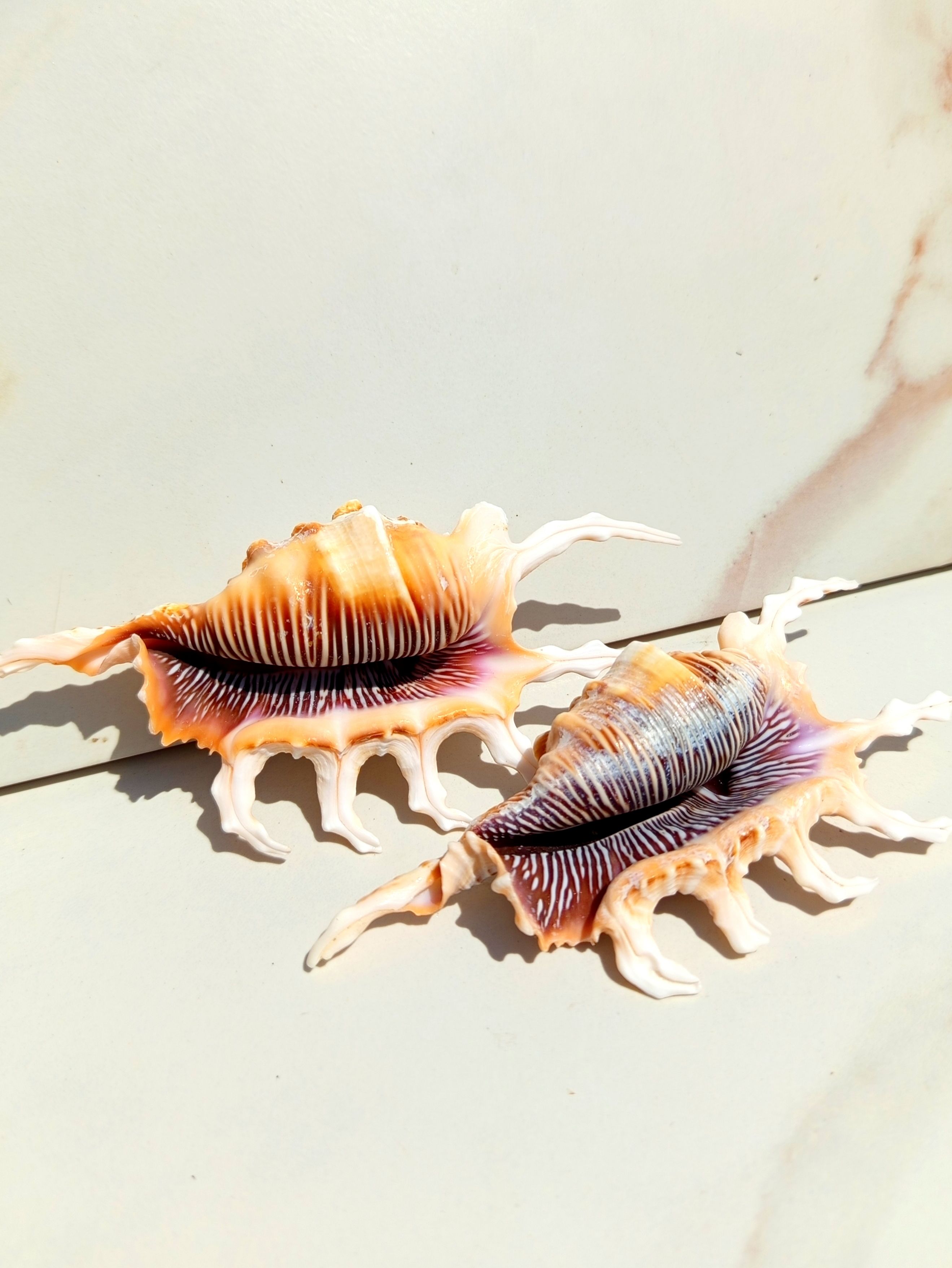 Ракушкиморские(2шт)12-14см"Ламбисскорпион"