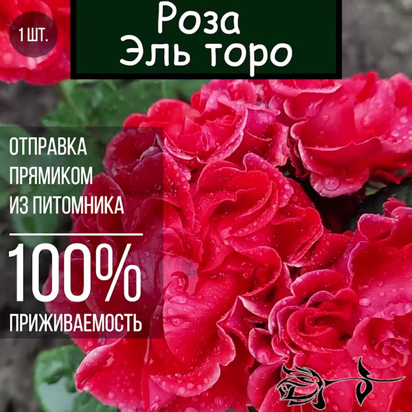 Саженец розы Эль Торо / Чайно гибридная роза - купить с доставкой по ...