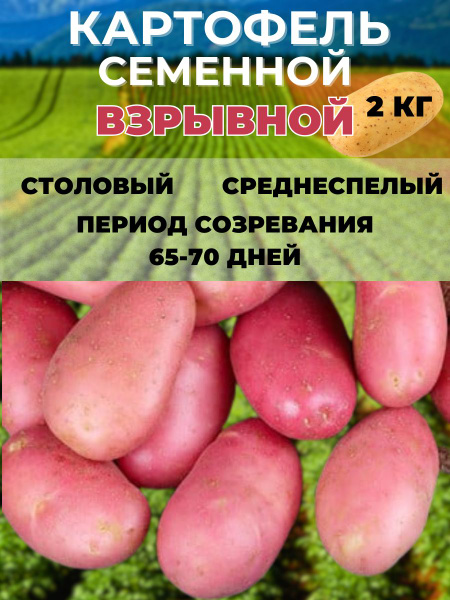 Картофель семенной, на посадку купить на OZON по низкой цене (1423007289)