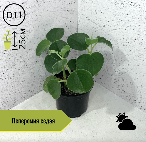 Пеперомия Туполистная Седая Н25см, 11 дм, 1 шт - купить по выгодной ...