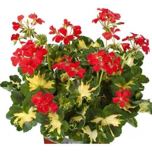 пеларгонии Happy Thought Red - купить с доставкой по выгодным ценам в ...