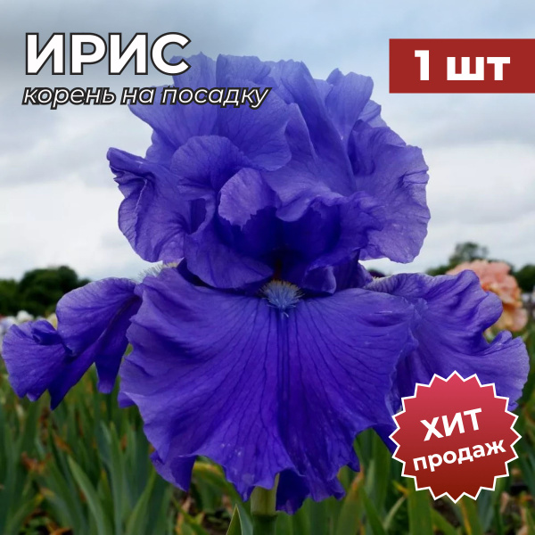 Луковицы Ирисы Калатея купить по выгодной цене в интернет-магазине OZON ...