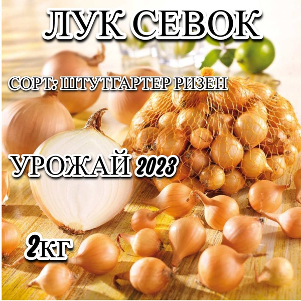 Лук севок Лук севок_Штутгартер ризен - купить по выгодным ценам в ...