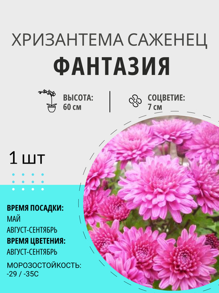 Хризантемы многолетние хризантема - купить по выгодным ценам в интернет ...