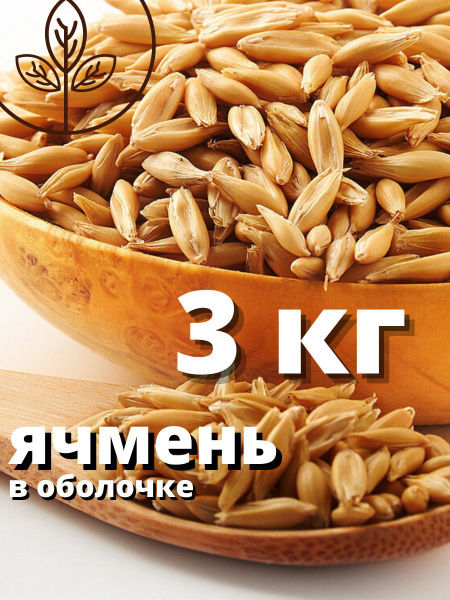 Ячмень для проращивания - купить с доставкой по выгодным ценам в ...
