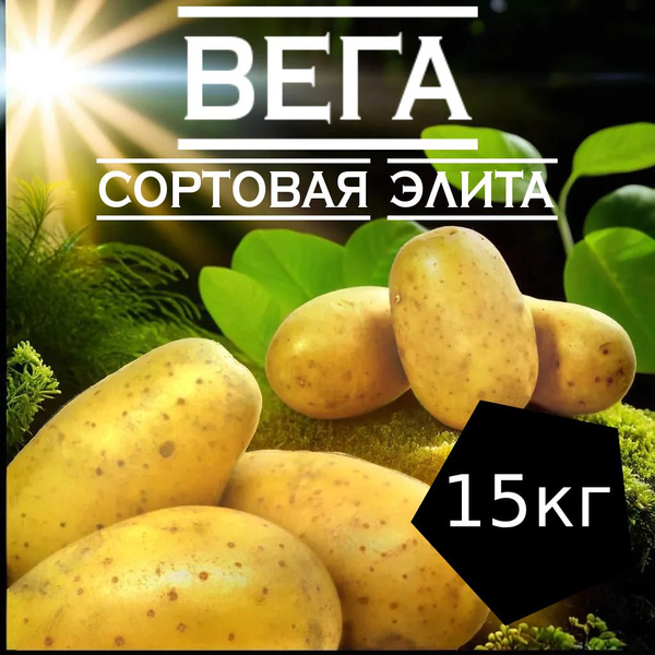 Картофель Exotic Tree klubni_15 кг. Картофель Вега - купить по выгодным ...