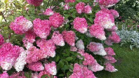 Гортензия метельчатая Фрайз Мелба - купить с доставкой по выгодным ...