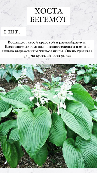 Хосты Хосточкааа_Бегемот - купить по выгодным ценам в интернет-магазине ...