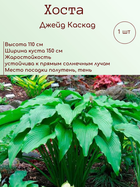 Хосты Хоста1шт_Джейд Каскад - купить по выгодным ценам в интернет ...