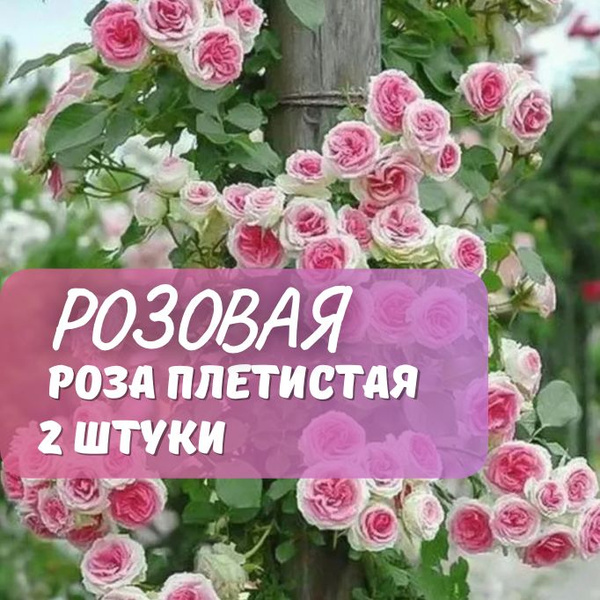 Роза плетистая Розовая 2шт / саженец розы - купить с доставкой по ...