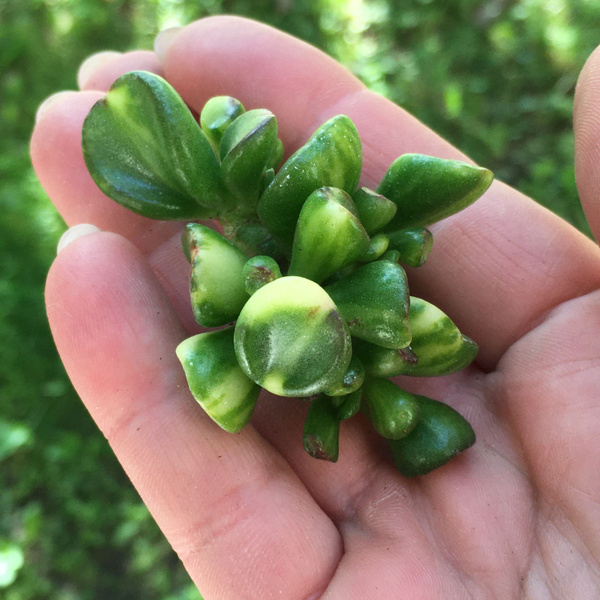 Крассула, Суккулент зеленый, желтый, 335061 шт - купить по выгодной ...