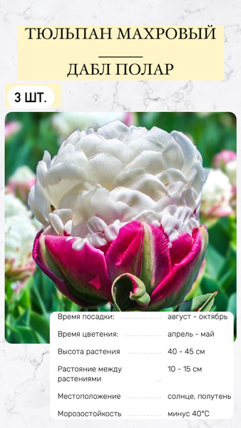 Тюльпан луковицы многолетних цветов купить на OZON по низкой цене ...