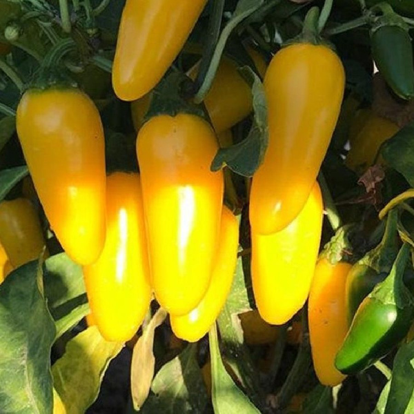 Перец острый Deodar SEEDS COMPANY Перец острый Халапеньо желтый ...