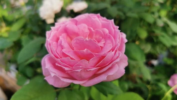 Японская роза Miyako Rose - купить с доставкой по выгодным ценам в ...