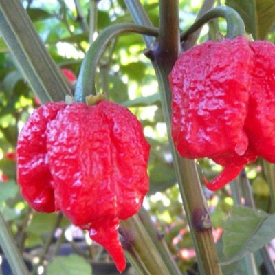 Перец натуральный сушеный острый Каролина Рипер, CAROLINA REAPER Pepper ...