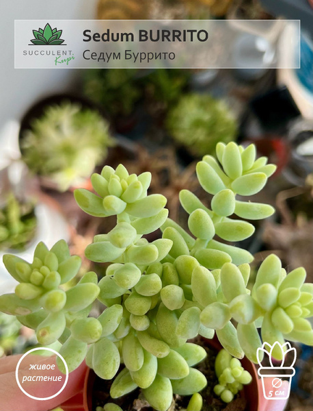 Седум Succulent.Kupi желтый, белый, 5 дм - купить по выгодной цене в ...