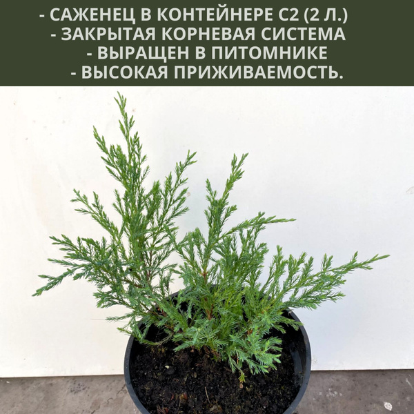 Клубни Можжевельник купить по выгодной цене в интернет-магазине OZON ...