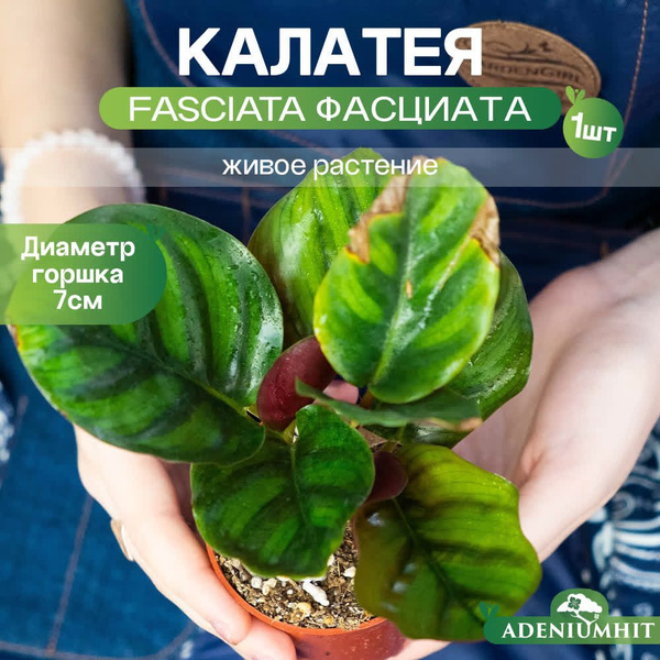 Вопросы и ответы о Калатея Fasciata (Фасциата) / Комнатное растение ...