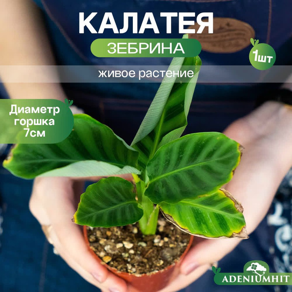 Калатея ADENIUMHIT Zebrina Green зебрина, 7 дм - купить по выгодной ...
