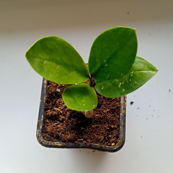 Кактус, Суккулент OrangePlant Замиокулькас, 7 дм - купить по выгодной ...