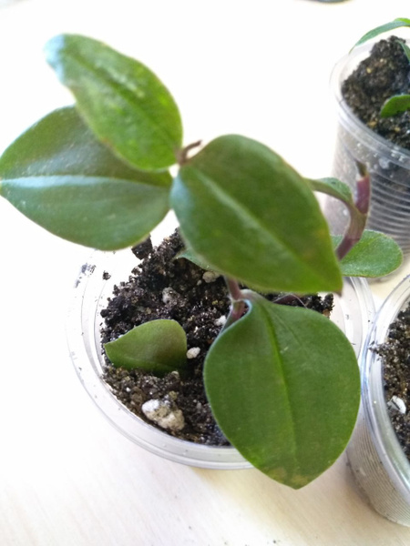 Традесканция зеленый, фиолетовый, 6 дм, 1 шт - купить по выгодной цене ...