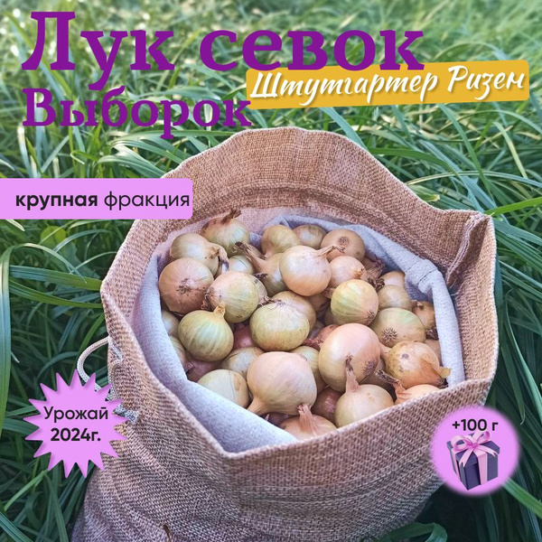 Лук севок Выборок Штутгартер Ризен - купить по выгодным ценам в ...