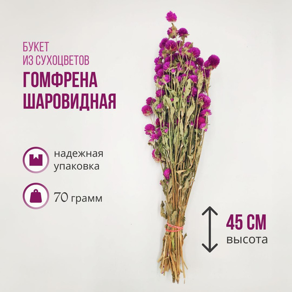 Гомфрена шаровидная , Гомфрена глобозная, Земной Амарант букет ...