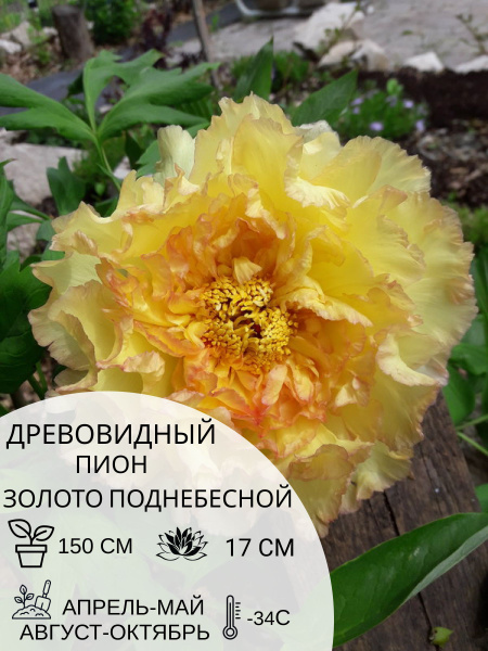 Корень пиона древовидный Золото Поднебесной, саженец многолетних цветов ...