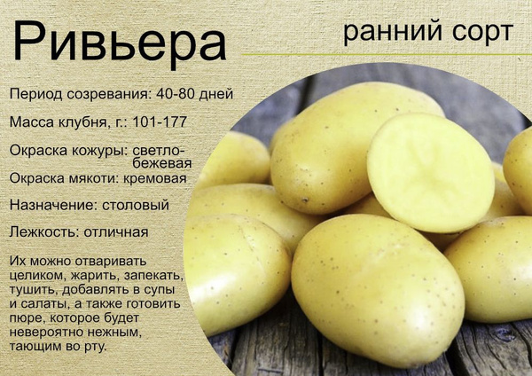 Семенной картофель Ривьера 8кг элита (Кисловодск) купить на OZON по ...