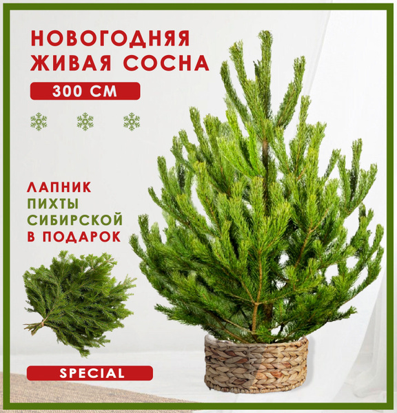 Сосна живая новогодняя срезанная 300 см (+ ЛАПНИК В ПОДАРОК) купить на ...