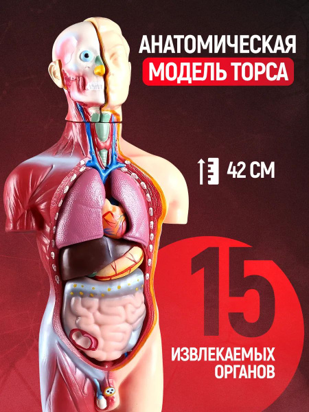 Анатомическая модель человека с органами разборная 42см / Макет "Торс ...