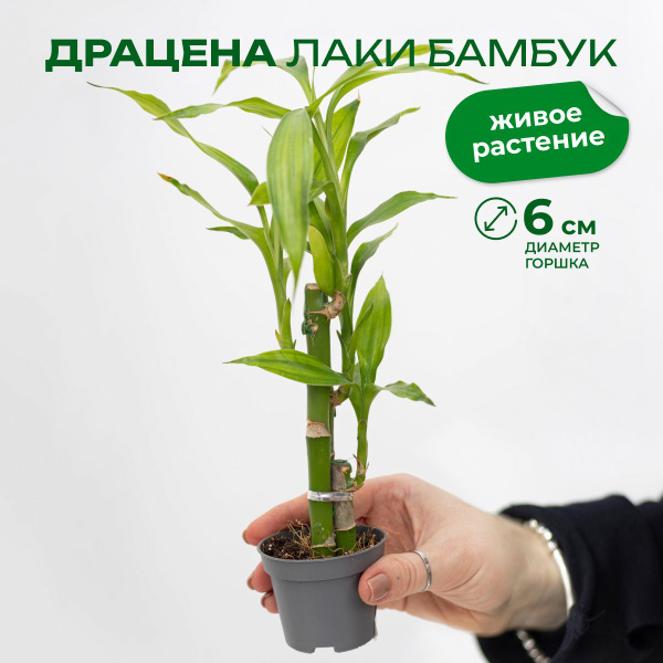 Драцена санд лакки бамбук дм 6 см высота 27 см купить на OZON по низкой ...